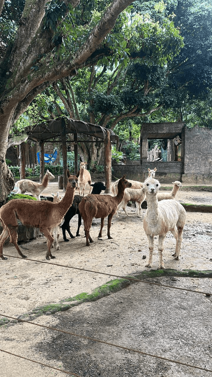 Gerbang masuk Batu Secret Zoo Kota Batu