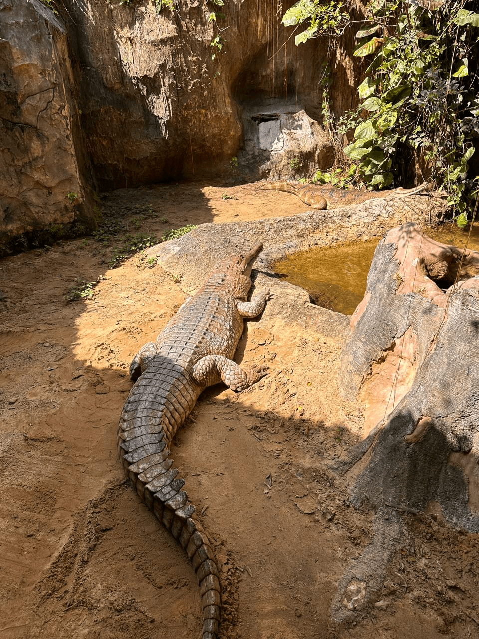 Pengalaman memberi makan jerapah di Batu Secret Zoo