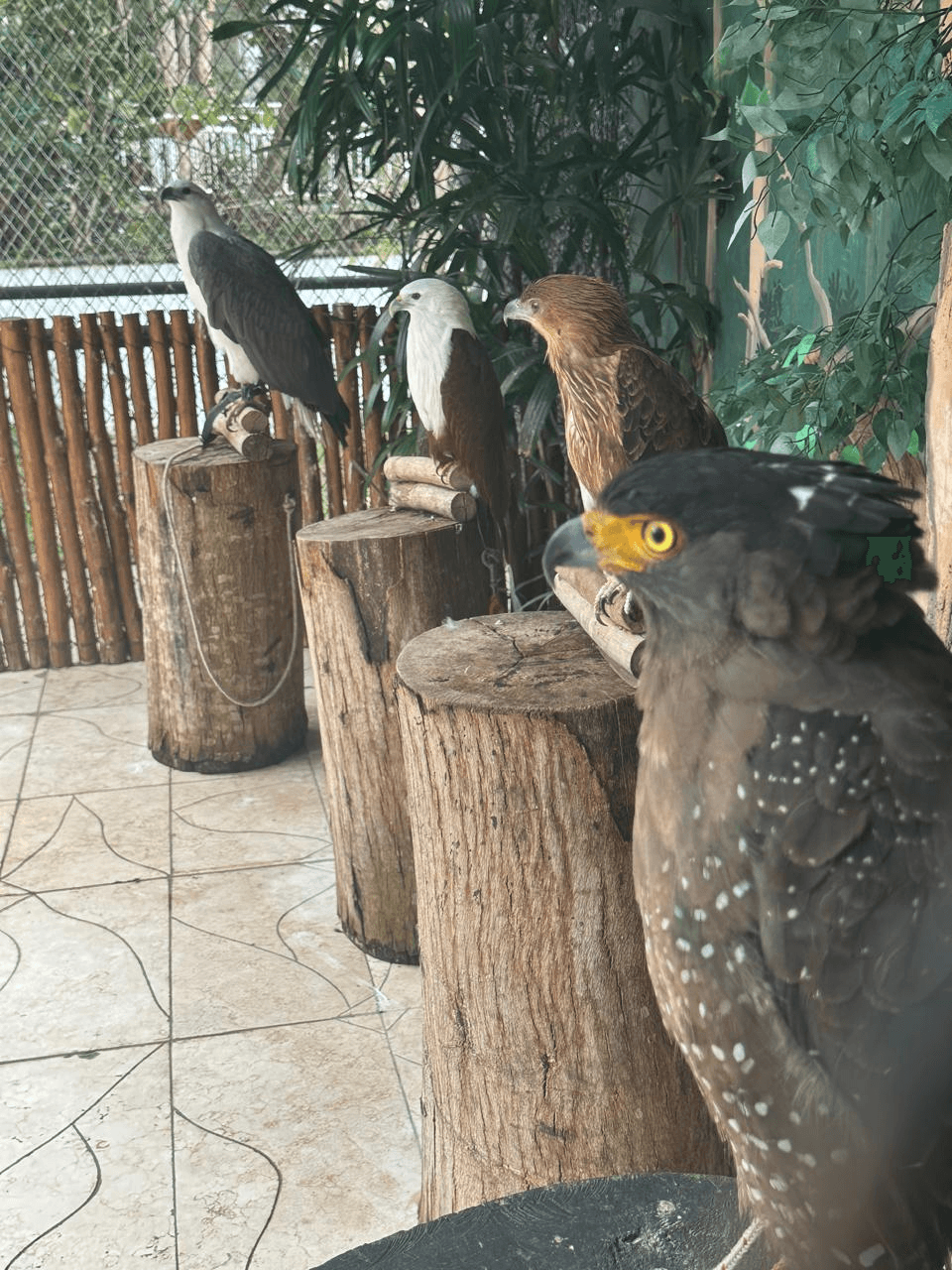 Aviary Burung di Batu Secret Zoo