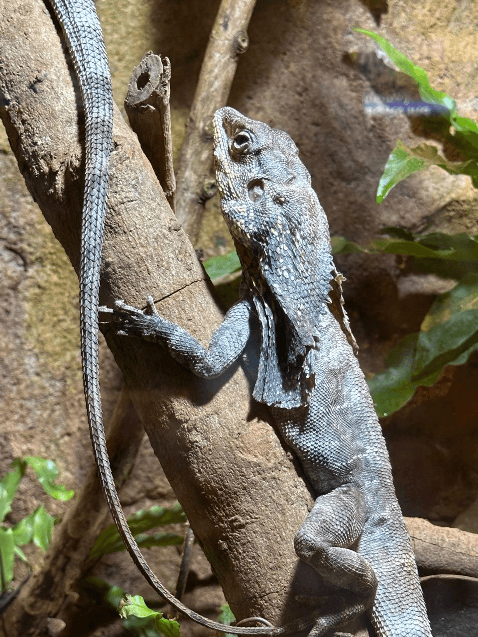 Pertunjukan gajah di Batu Secret Zoo
